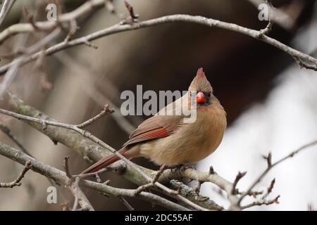 Cardinaux dans la nature Banque D'Images