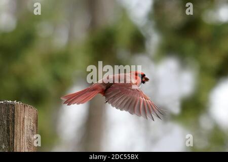 Cardinaux dans la nature Banque D'Images