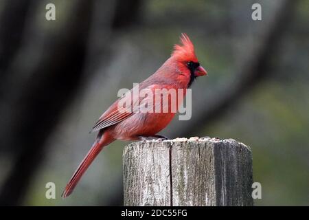 Cardinaux dans la nature Banque D'Images