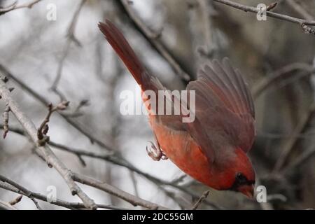 Cardinaux dans la nature Banque D'Images