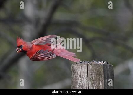 Cardinaux dans la nature Banque D'Images