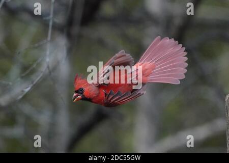 Cardinaux dans la nature Banque D'Images