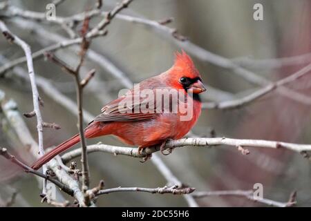 Cardinaux dans la nature Banque D'Images