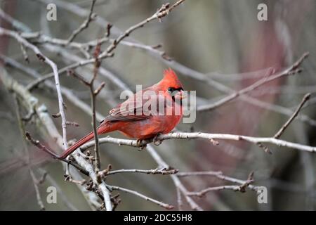 Cardinaux dans la nature Banque D'Images