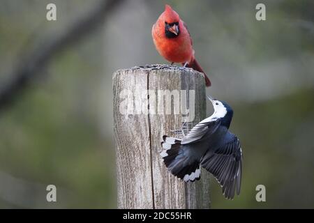 Cardinaux dans la nature Banque D'Images