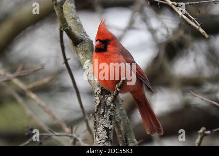 Cardinaux dans la nature Banque D'Images