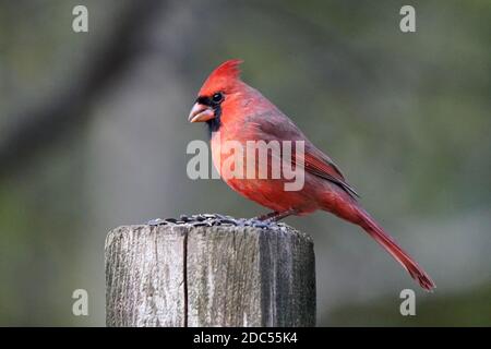 Cardinaux dans la nature Banque D'Images