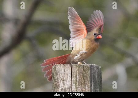 Cardinaux dans la nature Banque D'Images