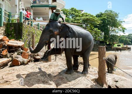 Un éléphant et un mahout de l'orphelinat de l'éléphant de Pinnawala dans le centre du Sri Lanka commencent leur promenade de la rivière Maha Oya à l'orphelinat. Banque D'Images