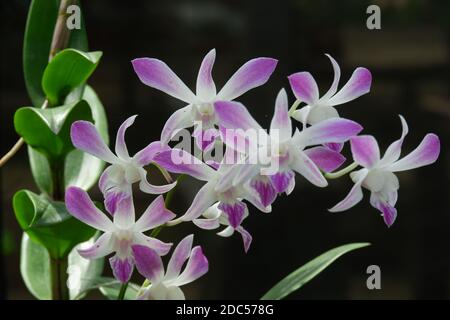 gros plan de la belle orchidée dendrobium, une combinaison de blanc vif et de violet, plantée dans un jardin fleuri isolé de fond noir Banque D'Images