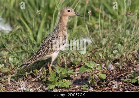 Sandpiper (Calidris subruficollis) fourragé dans l'herbe, long Island, New York Banque D'Images