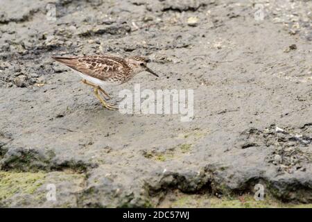 Le petit Sandpiper (Calidris minutilla) se fauchant le long d'un rivage, long Island, New York Banque D'Images