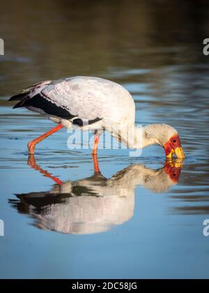 Reflet dans l'eau d'un cigogne à bec jaune pour adultes (Mycteria ibis) pêche au parc Kruger en Afrique du Sud Banque D'Images