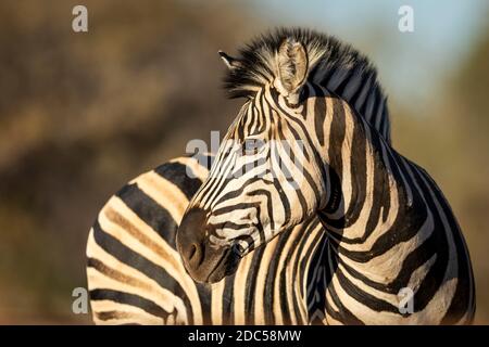 Magnifique gros plan sur un visage de zèbre dans le parc Kruger En Afrique du Sud Banque D'Images