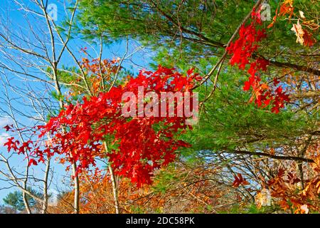 Des feuilles lumineuses et d'autres sites d'automne colorés sur le sentier naturel adjacent au lac Dallenbach dans l'est du Brunswick, New Jersey, USA -02 Banque D'Images