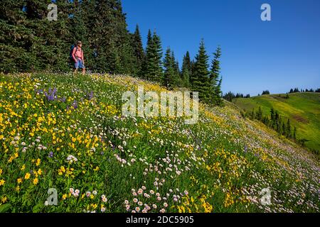 WA18230-00...WASHINGTON - randonnée pédestre Skyline Divide Trail à travers un pré rempli de fleurs sauvages colorées dans la région sauvage de Mount Baker. Banque D'Images