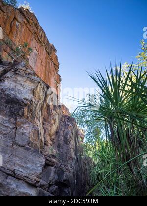 Rivière Pandanus (Pandanus aquaticus) et falaises de grès, gorge supérieure, colline de Lawn, parc national de Boodjamulla Banque D'Images