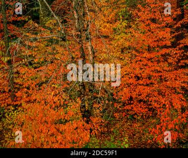 Automne Dogwoods, Mountain Dogwood, Cornus nuttallii, parc national de Yosemite, Californie Banque D'Images