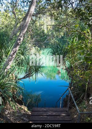 Trou de baignade sous les palmiers de Cabbage (Livistona rigida) et la rivière Pandanus (Pandanus aquaticus), la gorge de Lawn Hill, le parc national de Boodjamulla Banque D'Images