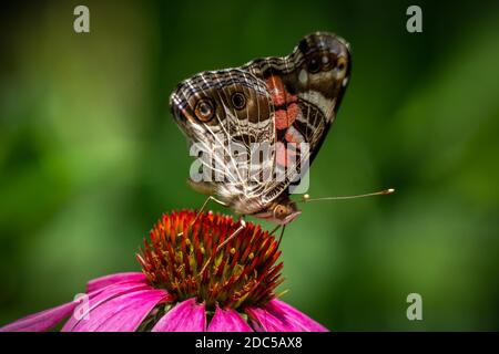Un papillon de la Dame américaine (Vanessa virginiensis) visite une conefère. Raleigh, Caroline du Nord. Banque D'Images
