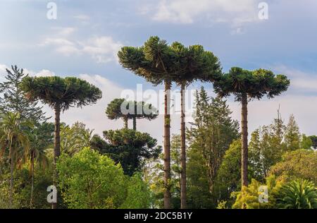 Forêt de Monkey Puzzle Tree ou PIN du Chili (Araucaria araucana) dans le district des lacs près de Puerto Montt, au Chili. Banque D'Images
