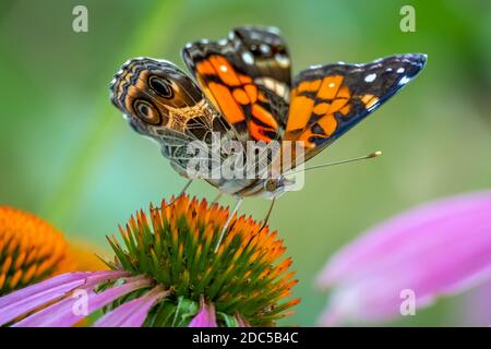 Gros plan d'un papillon de la Dame américaine (Vanessa virginiensis) visite un conefellower. Raleigh, Caroline du Nord. Banque D'Images