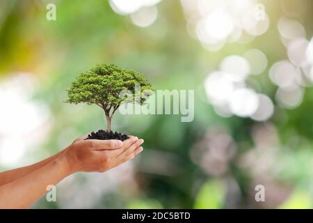 L'arbre qui pousse dans les mains du concept de plantation d'arbres de gens pour maintenir la durabilité écologique. Banque D'Images