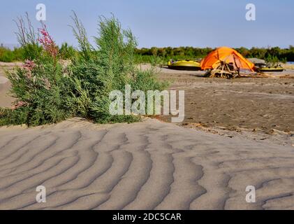 Bush de tamarix rose en fleur à la dune de sable le fond du camp touristique avec une tente et des bateaux dans le voisinage immédiat de la rivière en semi- Banque D'Images