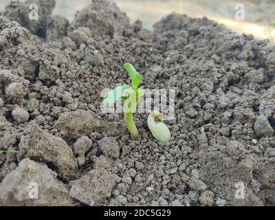 Jeune citrouille, jeunes plantes vertes en pleine croissance. Mise au point sélective, mise au point sélective sur le sujet, flou d'arrière-plan. Banque D'Images