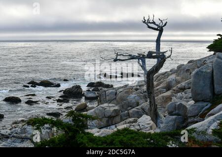 Paysage de Pescadero point avec des arbres fantômes le long de 17 Mile Drive sur la côte de Pebble Beach, Californie Banque D'Images