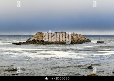 Bird Rock est l'un des arrêts les plus populaires le long de 17-Mile Drive. Il y a des centaines d'oiseaux, de phoques communs et de lions de mer. Banque D'Images