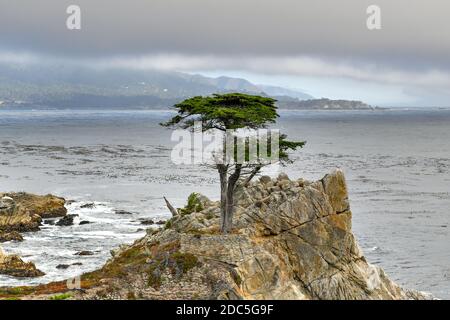 Le Lone Cypress, vu depuis 17 Mile Drive, à Pebble Beach, Californie Banque D'Images