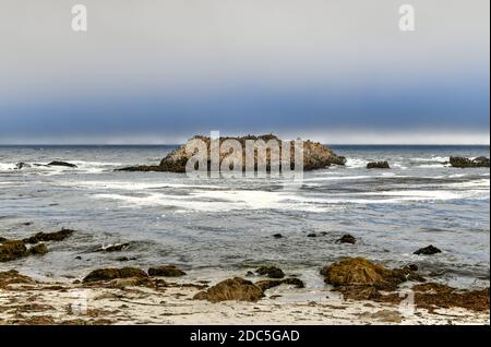 Bird Rock est l'un des arrêts les plus populaires le long de 17-Mile Drive. Il y a des centaines d'oiseaux, de phoques communs et de lions de mer. Banque D'Images