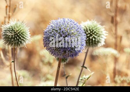 Chardon de boule violet ou échinops en fleur à la fin de l'été Banque D'Images