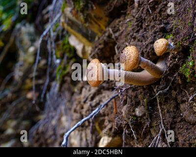 Accent sélectif sur les petits champignons qui poussent dans la forêt. Gros plan sur les champignons comestibles dans la forêt d'automne. Une spécialité culinaire. Banque D'Images