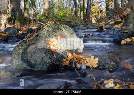 L'eau coule autour du rocher dans la rivière d'automne. Une cascade d'eau dans la forêt d'automne avec des feuilles mortes. Banque D'Images