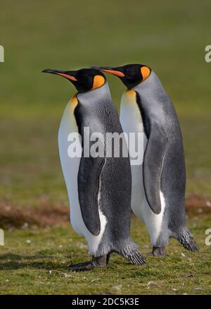 Pingouins du roi, Volunteer point, East Falkland, janvier 2019 Banque D'Images