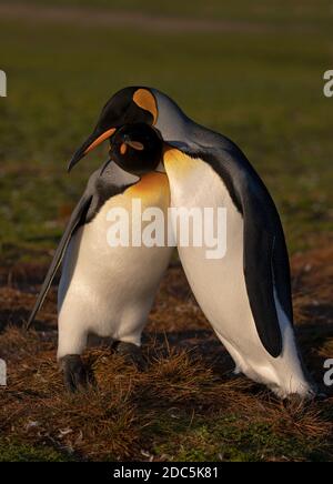 Pingouin roi, Volunteer point, East Falkland, janvier Banque D'Images