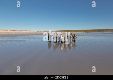 Pingouins du roi, Volunteer point, East Falkland, janvier 2018 Banque D'Images