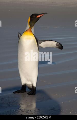Pingouin royal, Volunteer point, East Falkland, janvier 2018 Banque D'Images