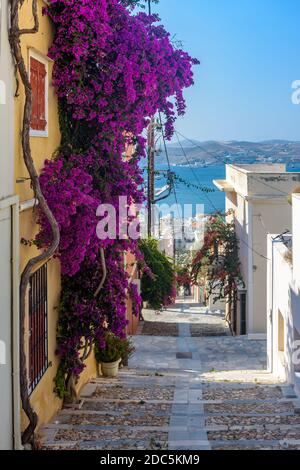 Vue sur la rue des maisons traditionnelles et un bougainvilliers coloré à Ermoupolis, île de Syros, Grèce Banque D'Images