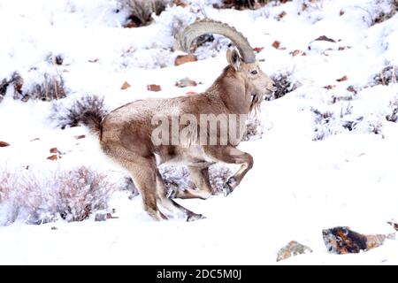 Bortala, Chine. 18 novembre 2020. Le roi ibex saute de façon agile sur la falaise à Bortala, Xinjiang, Chine le 18 novembre 2020.(photo de TPG/cnschotos) crédit: TopPhoto/Alay Live News Banque D'Images