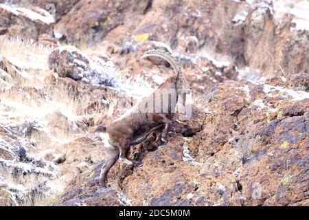 Bortala, Chine. 18 novembre 2020. Le roi ibex saute de façon agile sur la falaise à Bortala, Xinjiang, Chine le 18 novembre 2020.(photo de TPG/cnschotos) crédit: TopPhoto/Alay Live News Banque D'Images