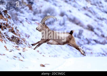 Bortala, Chine. 18 novembre 2020. Le roi ibex saute de façon agile sur la falaise à Bortala, Xinjiang, Chine le 18 novembre 2020.(photo de TPG/cnschotos) crédit: TopPhoto/Alay Live News Banque D'Images