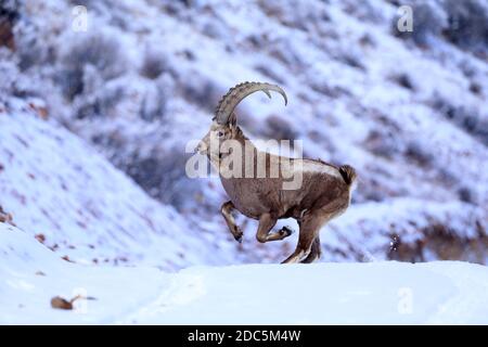 Bortala, Chine. 18 novembre 2020. Le roi ibex saute de façon agile sur la falaise à Bortala, Xinjiang, Chine le 18 novembre 2020.(photo de TPG/cnschotos) crédit: TopPhoto/Alay Live News Banque D'Images