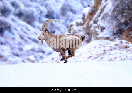 Bortala, Chine. 18 novembre 2020. Le roi ibex saute de façon agile sur la falaise à Bortala, Xinjiang, Chine le 18 novembre 2020.(photo de TPG/cnschotos) crédit: TopPhoto/Alay Live News Banque D'Images