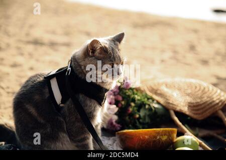 Cette photo montre un chat écossais gris droit avec une laisse sur la plage par une journée ensoleillée Banque D'Images