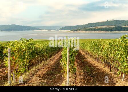 Vignoble Lakeshore au lac Corbara, Ombrie, Italie Banque D'Images