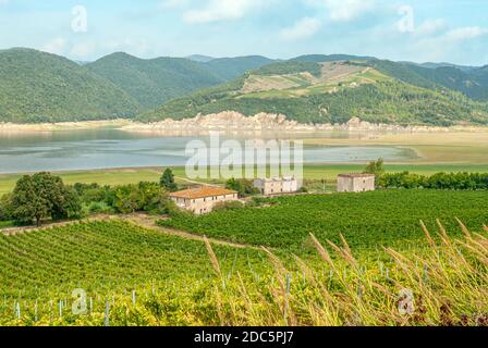 Vignoble Lakeshore au lac Corbara, Ombrie, Italie Banque D'Images