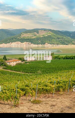 Vignoble Lakeshore au lac Corbara, Ombrie, Italie Banque D'Images